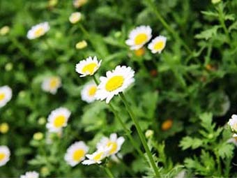 國慶70周年大閱兵